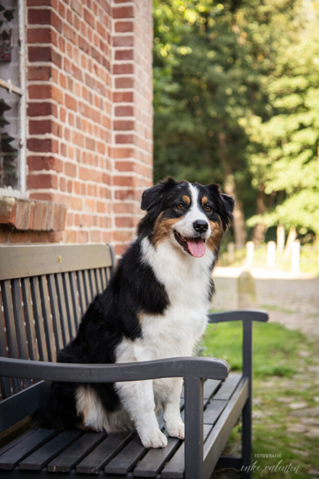 Moon Rise Australian Shepherd